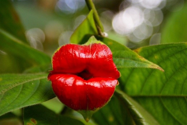 The Kissing Flower